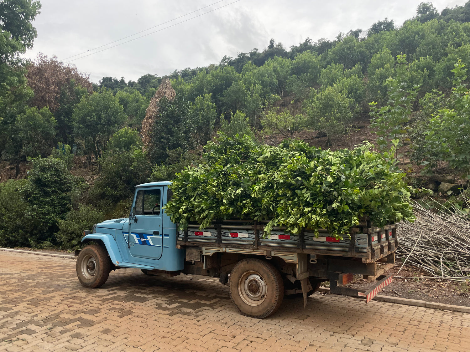 Blue flatbed pickup with Yerba Montana mate leaves, parked by a hillside of growing yerba mate.

